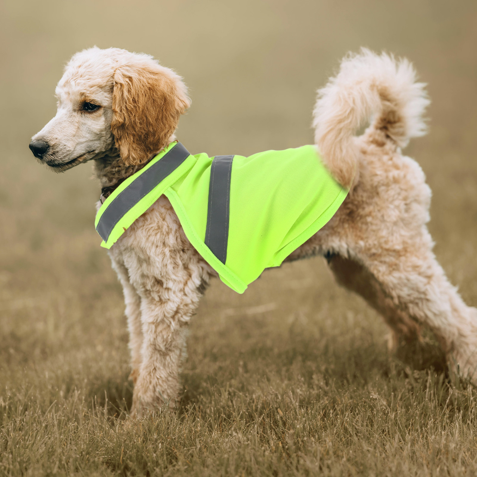 سترة أمان عاكسة للضوء للكلاب،  - مراجعة Hunting Dog Outdoor وسعره