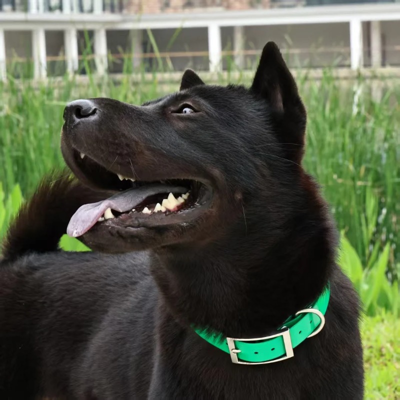 طوق كلب من مادة TPU متين بعرض  - مراجعة Hunting Dog Outdoor وسعره